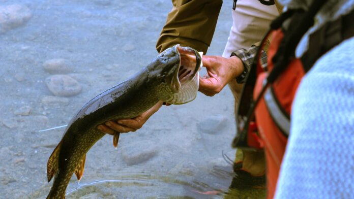 Angler-Fishing-new Fisher holding a fish